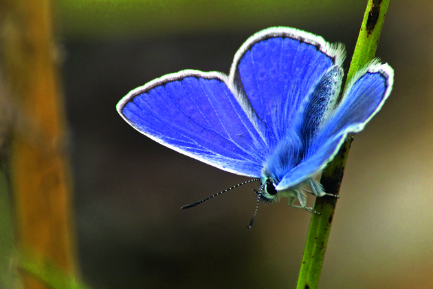 Gudrun Kaufmann, Beauty in blue, Common Blue (Polyommatus icarus)