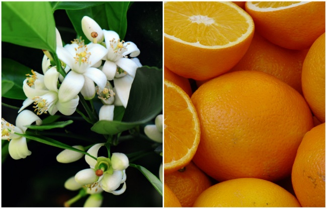 Апельсин-цветок и плод