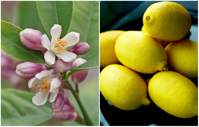 Лимон-цветок и плод