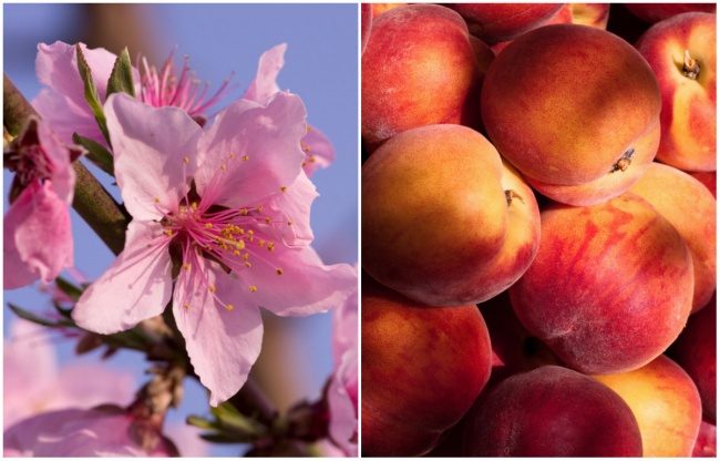 Персики-цветок и плод