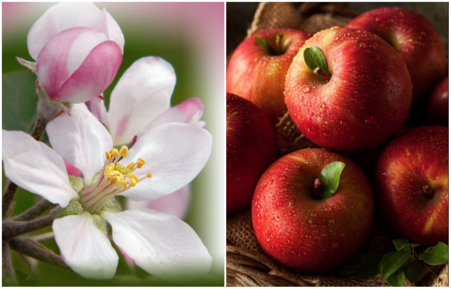 Яблоко-цветок и плод