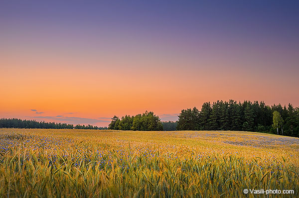 HDR, закат над полем